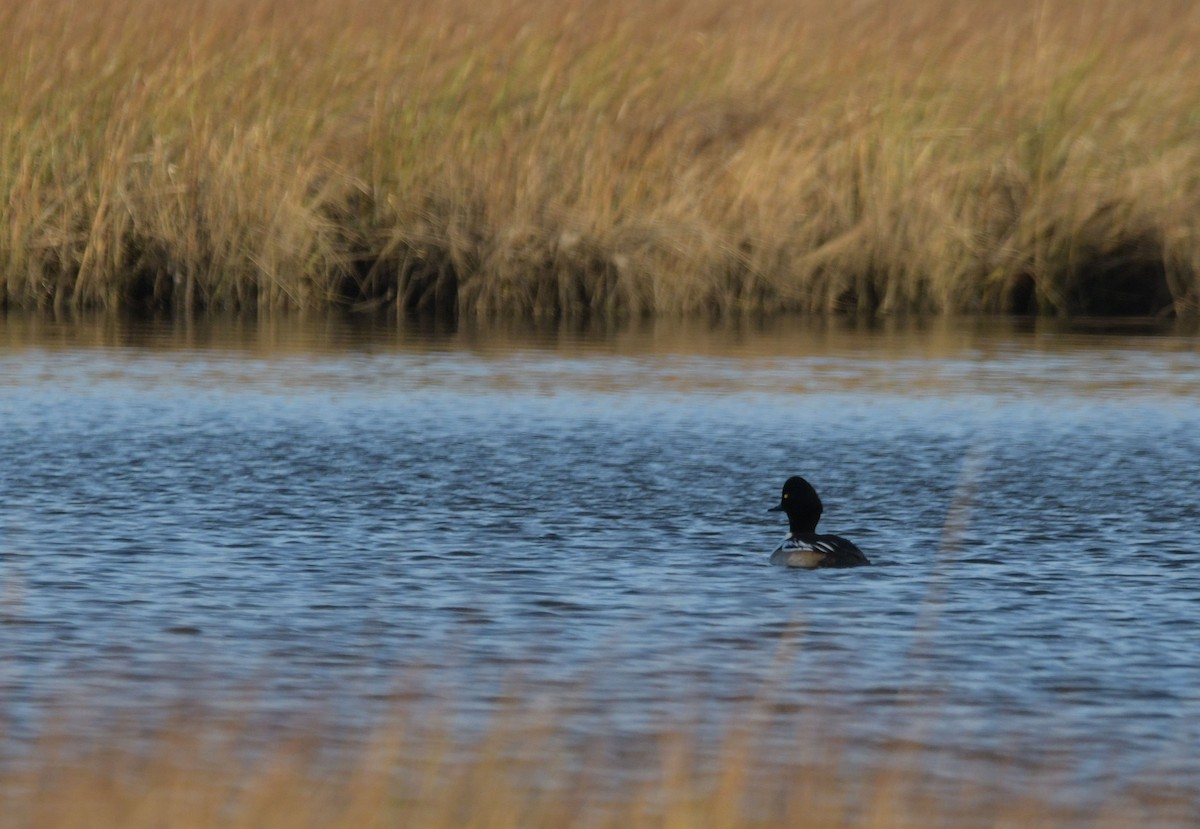 Гоголь x Капюшоновый крохаль (гибрид) - ML646521715
