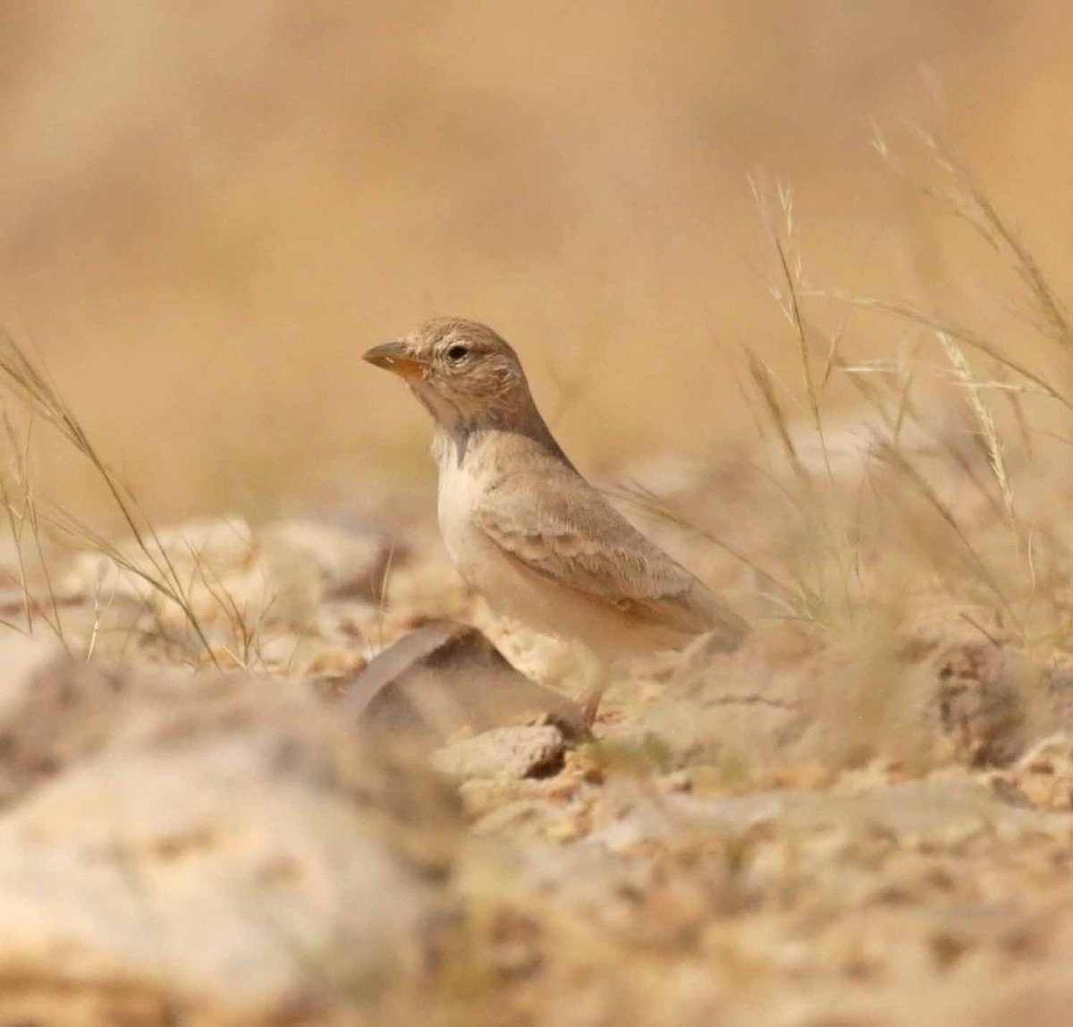 Terrera Sahariana - ML646521717