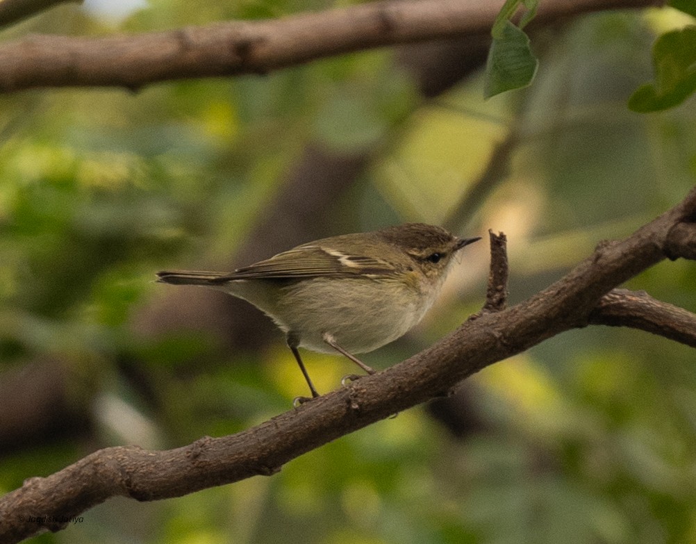 Ak Kaşlı Çıvgın - ML646521719