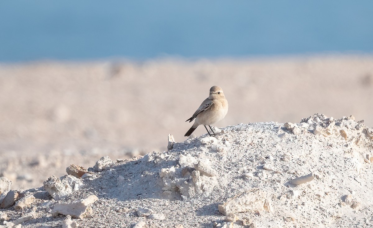 Desert Wheatear - ML646521720