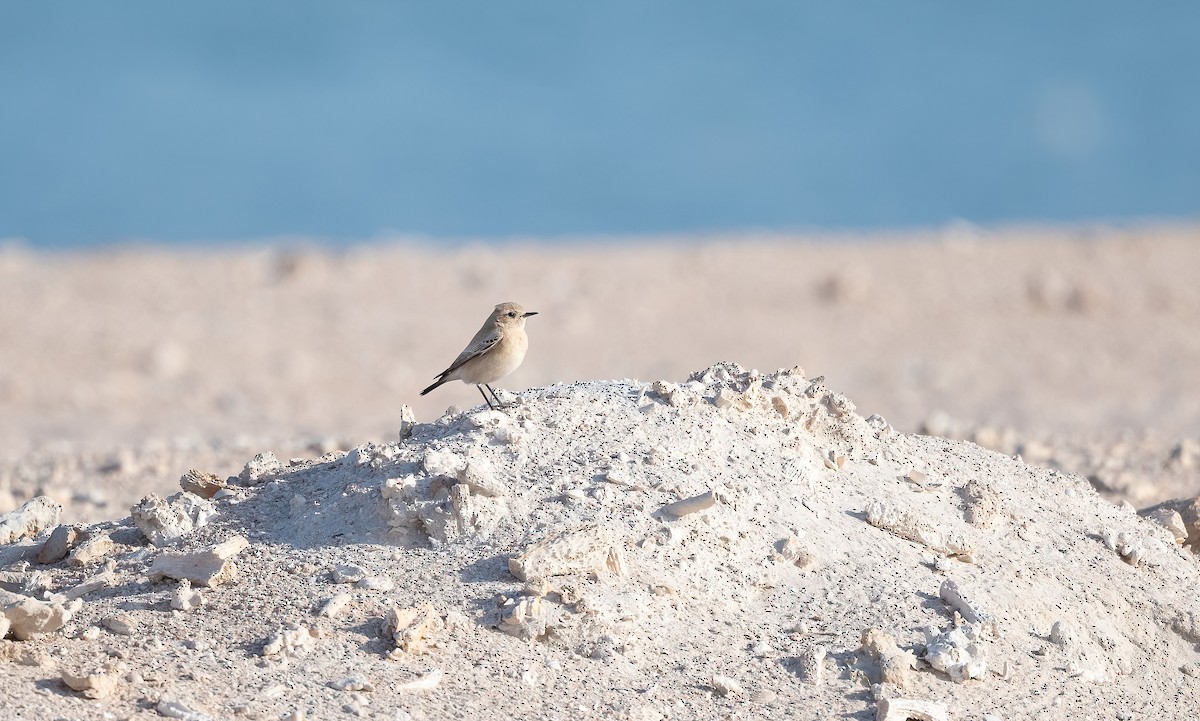 Desert Wheatear - ML646521721