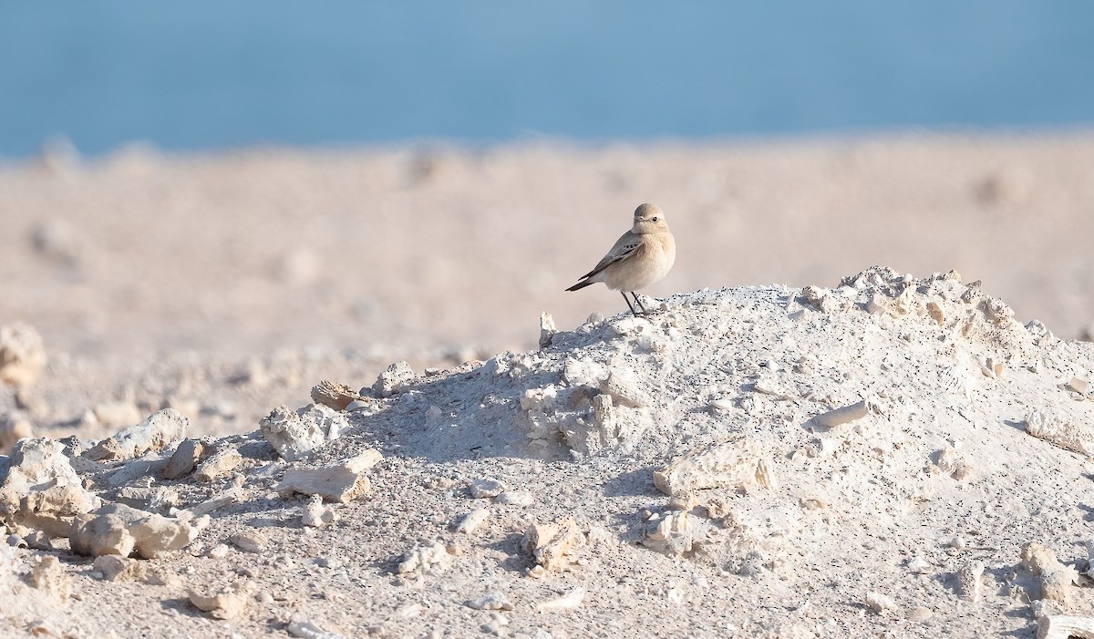 Desert Wheatear - ML646521722