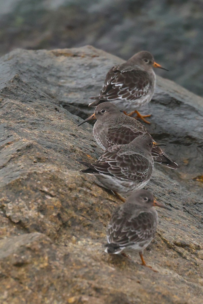 Purple Sandpiper - ML646521723