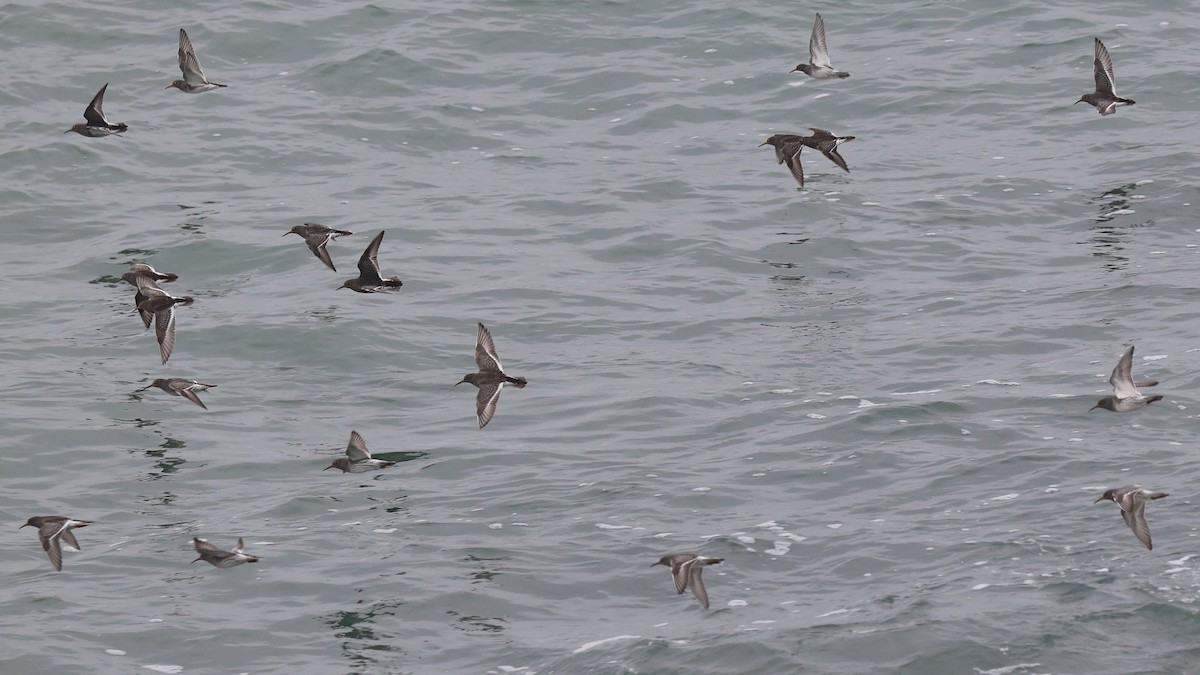 Purple Sandpiper - ML646521724