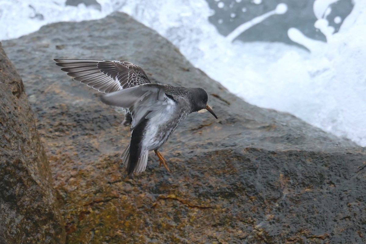 Purple Sandpiper - ML646521725