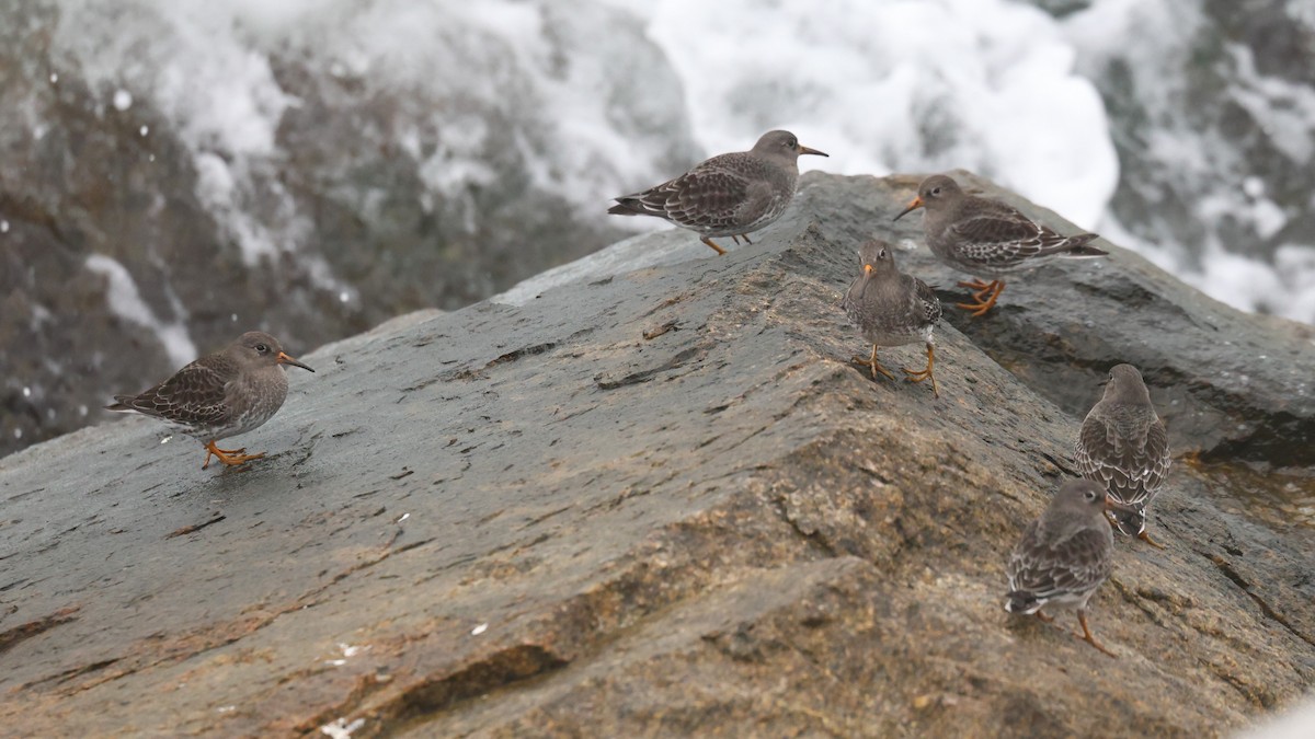 Purple Sandpiper - ML646521726