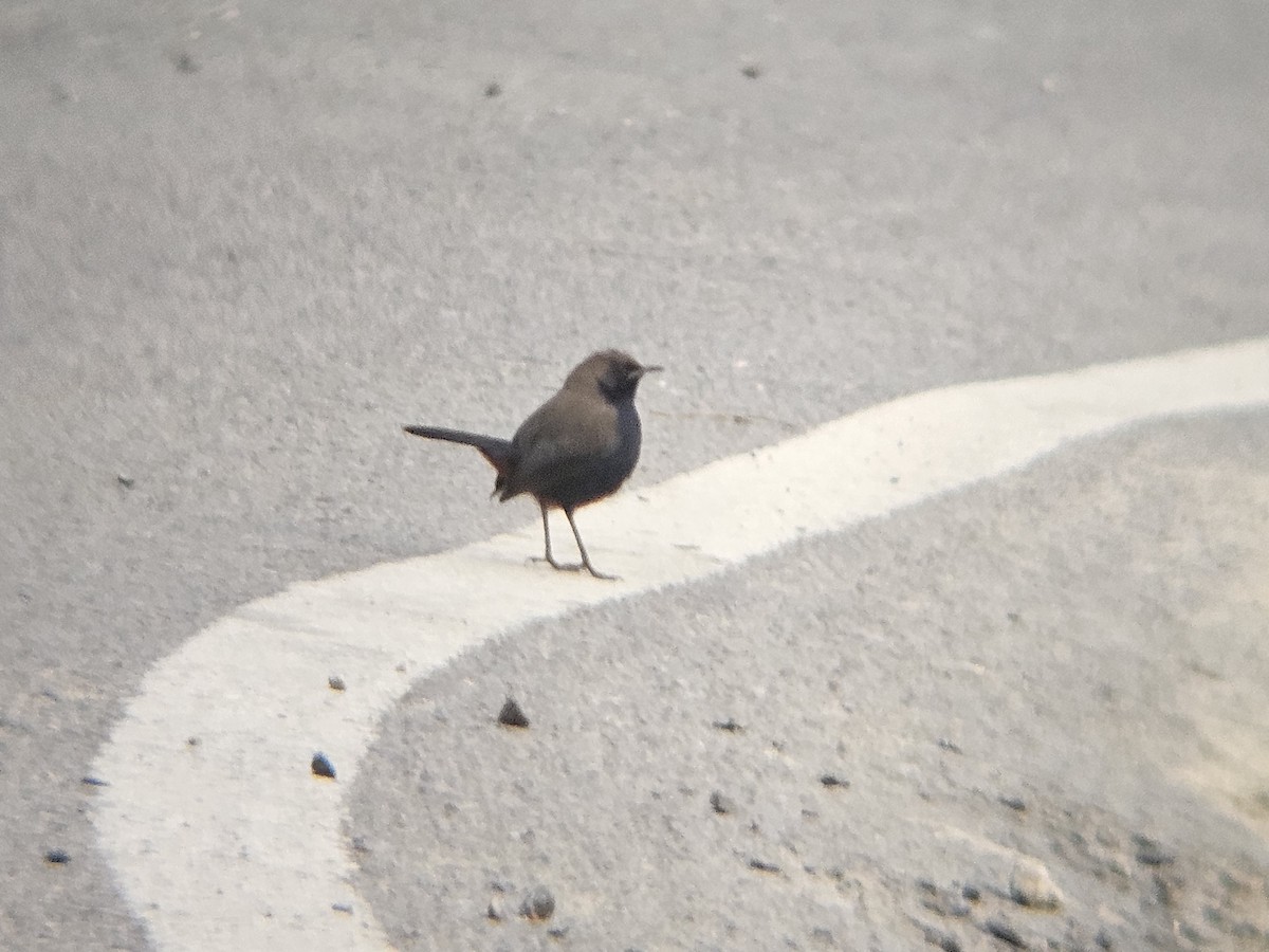 Indian Robin - ML646521729