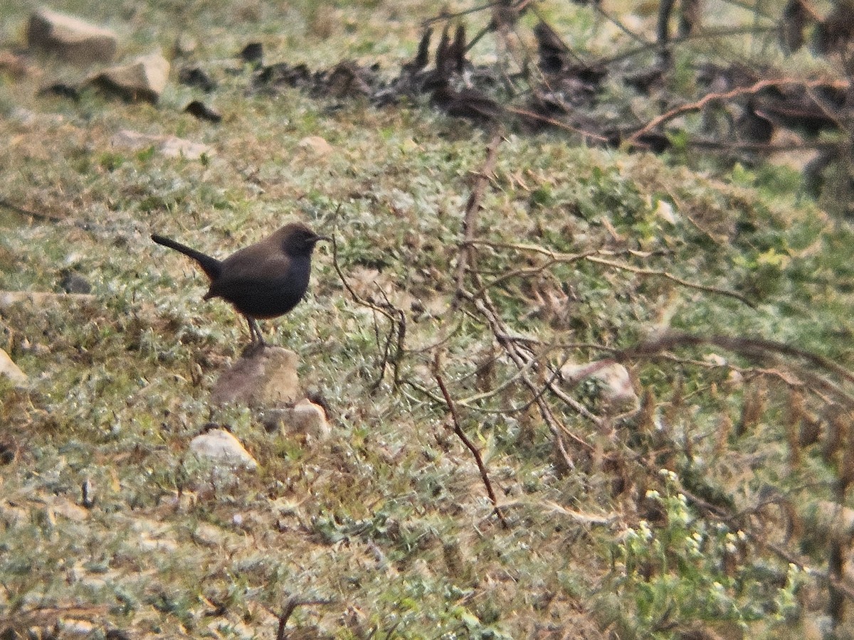 Indian Robin - ML646521730