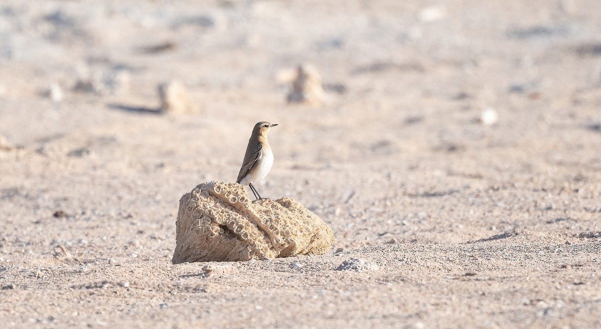 Isabelline Wheatear - ML646521731