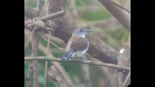 Алєте сенегальський - ML646521733