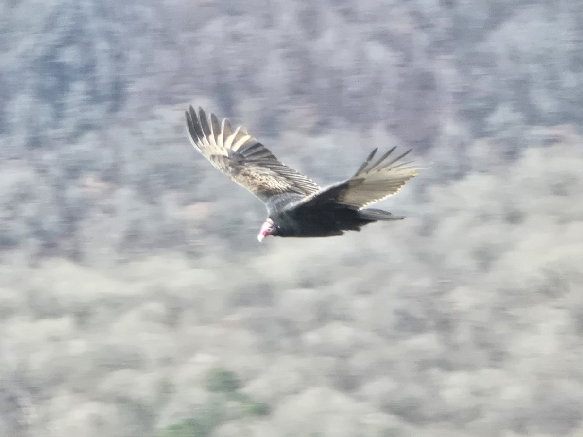 Turkey Vulture - ML646521736