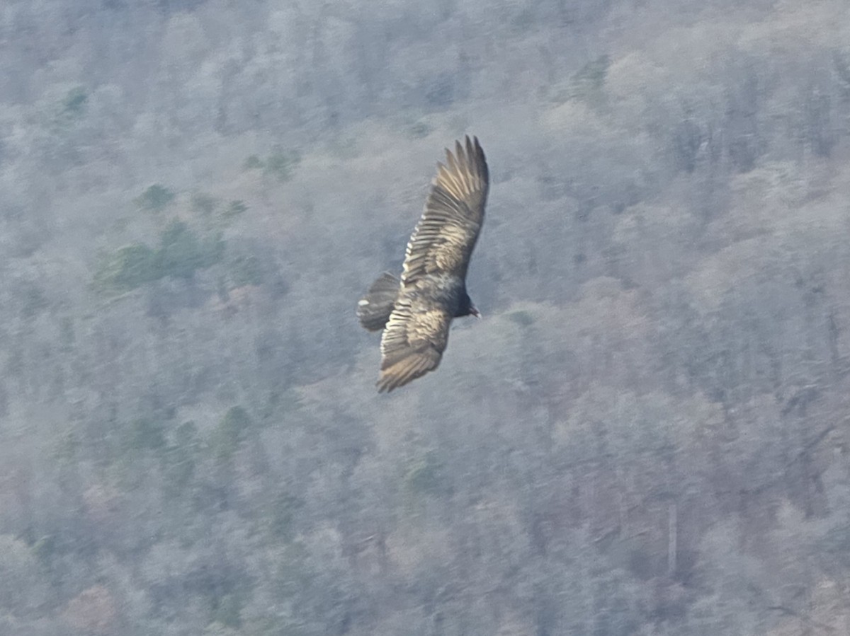 Turkey Vulture - ML646521737