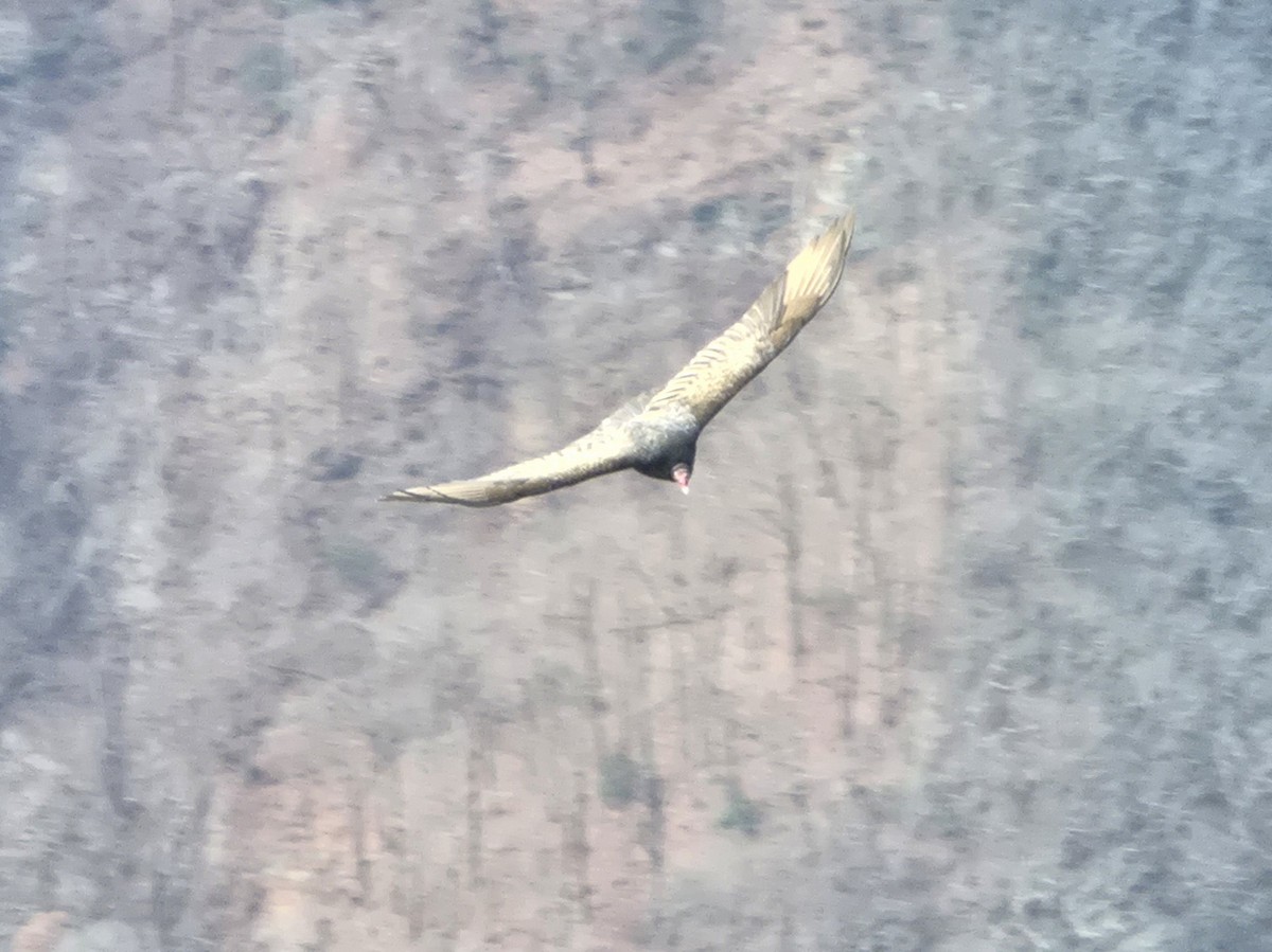 Turkey Vulture - ML646521738