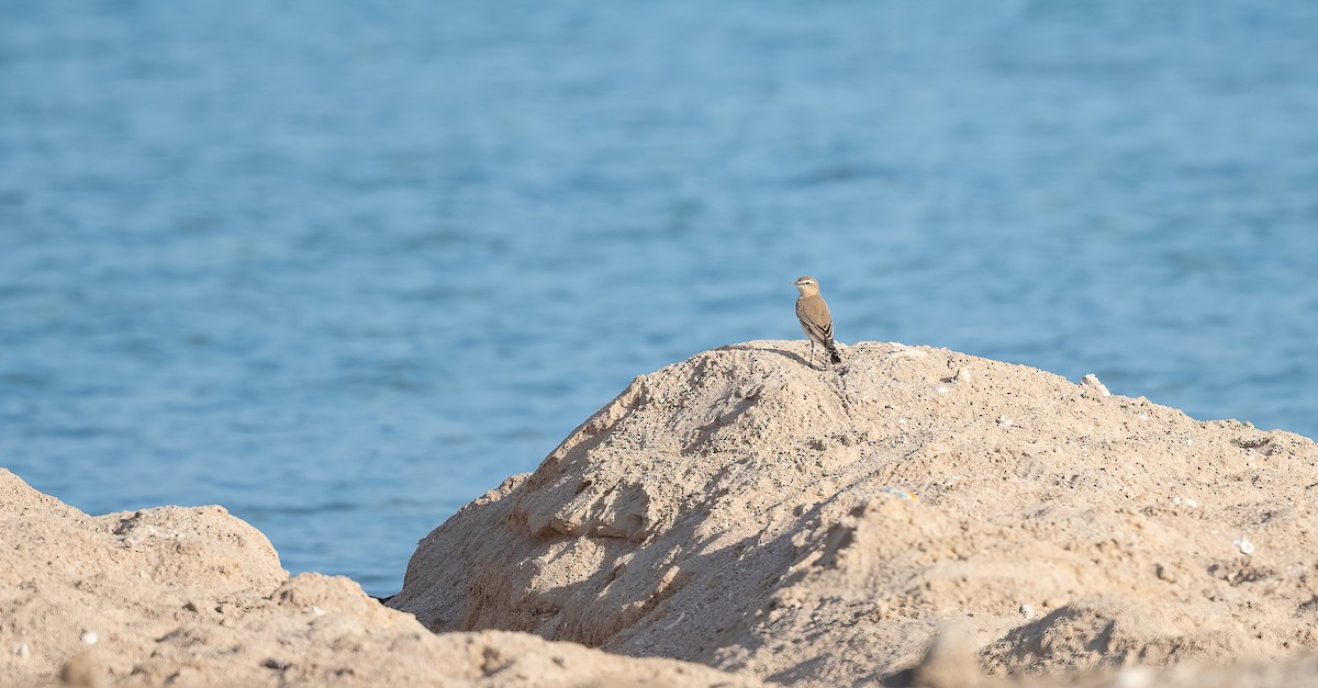 Northern Wheatear - ML646521742