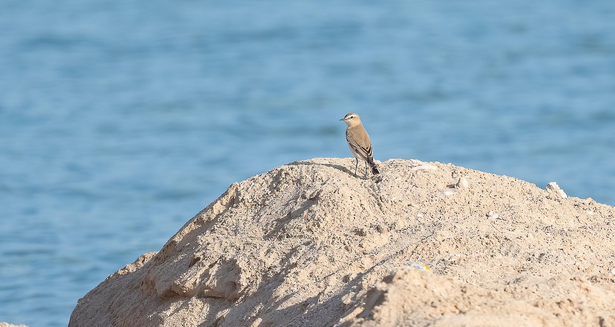 Northern Wheatear - ML646521743