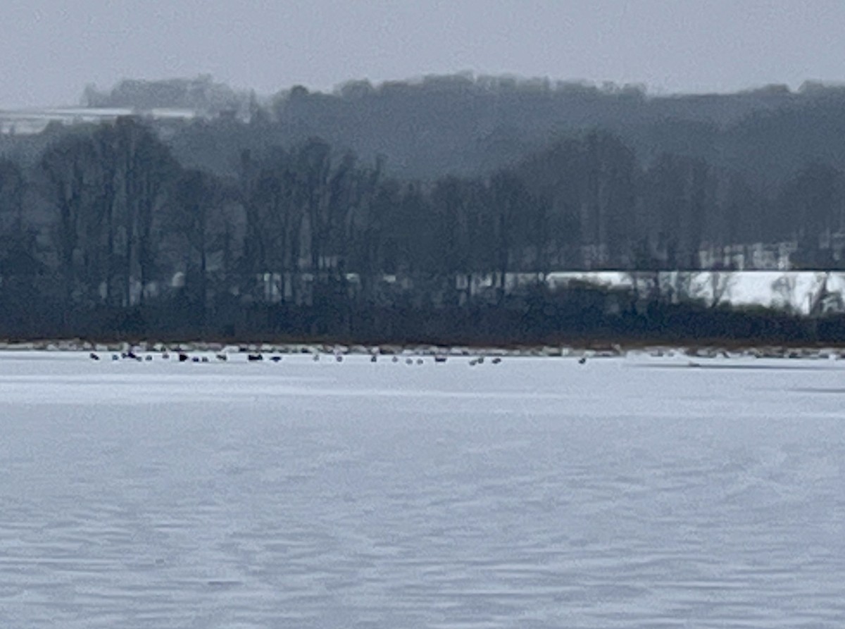 Canada Goose - ML646521744