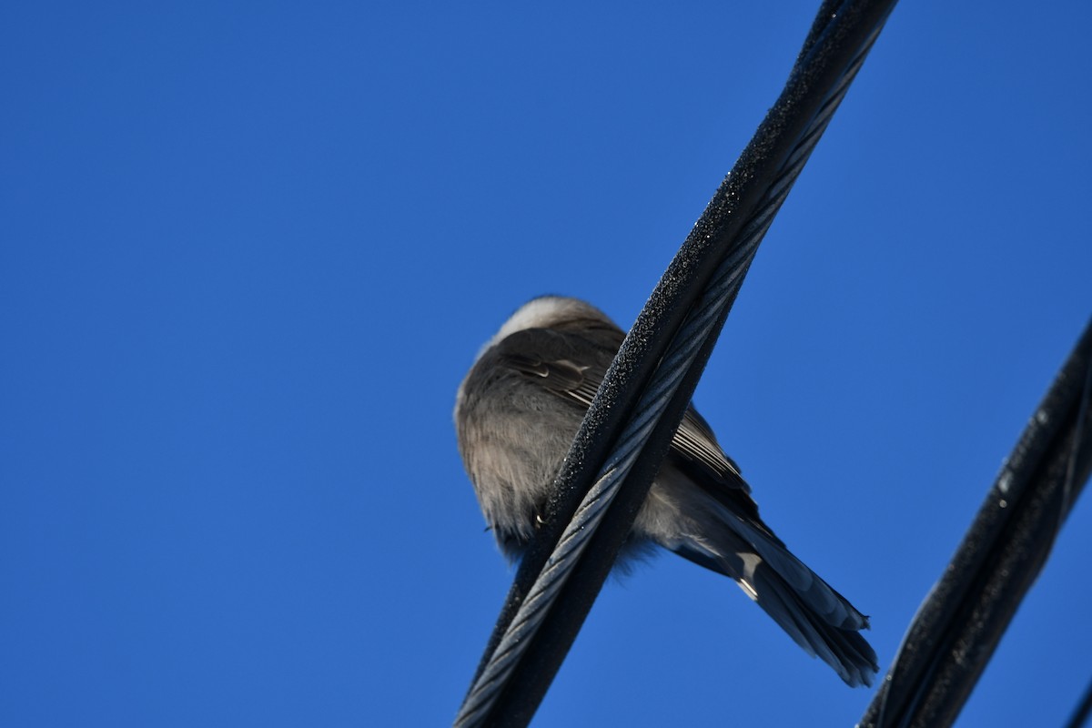 Canada Jay - ML646521746