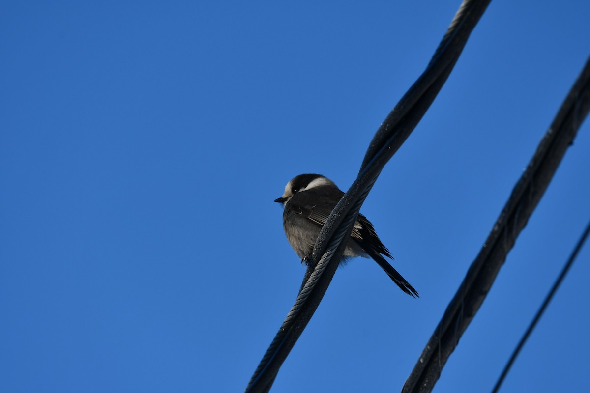 Canada Jay - ML646521747