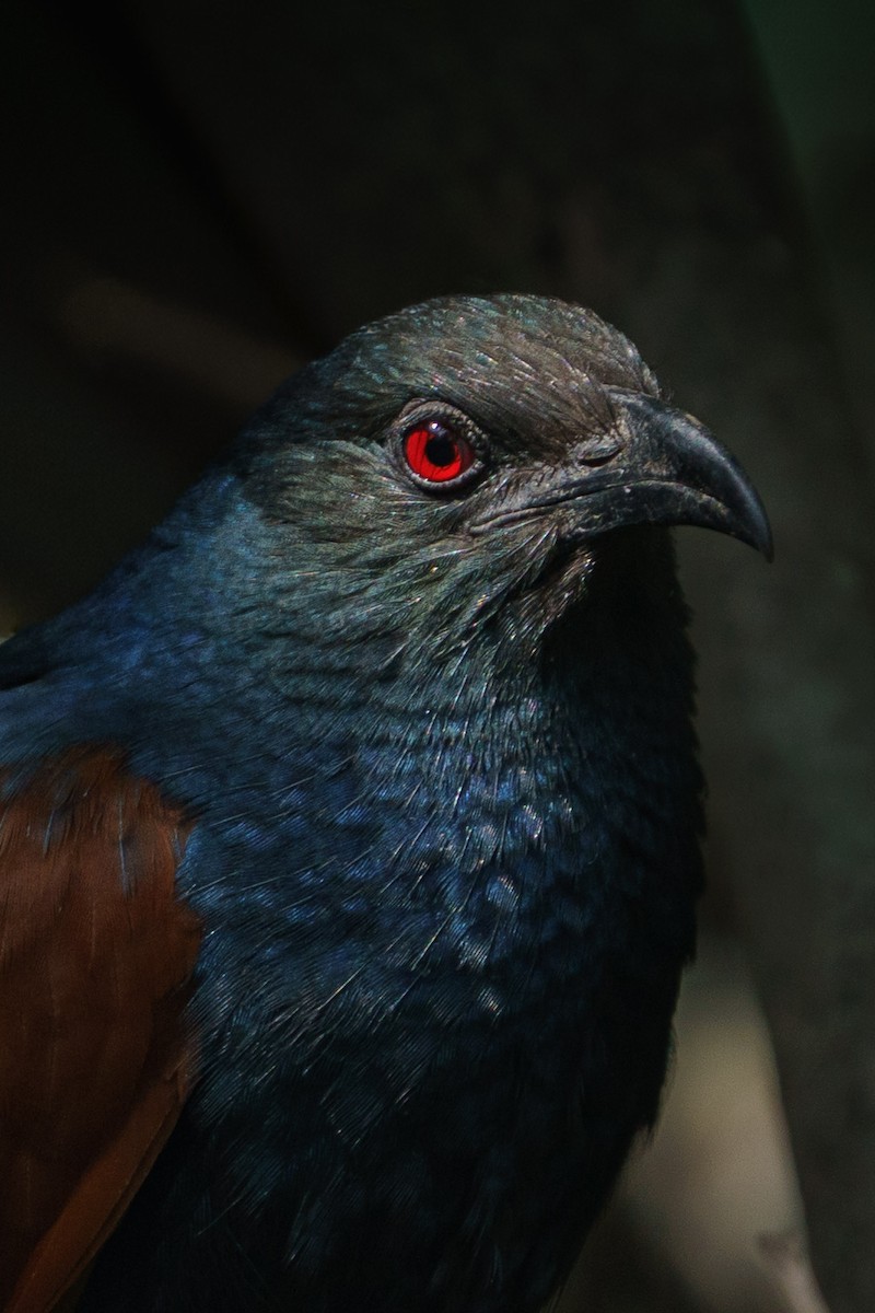 Greater Coucal - ML646521748