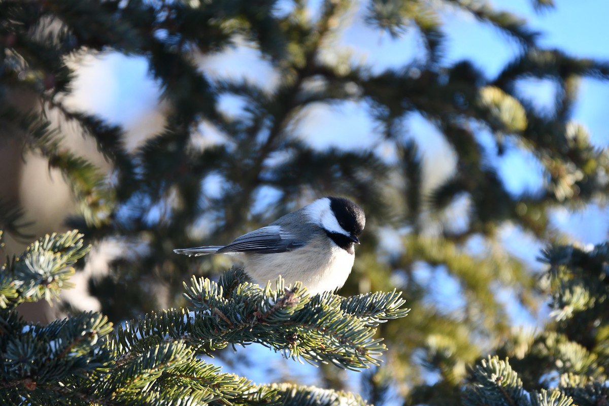 Black-capped Chickadee - ML646521760