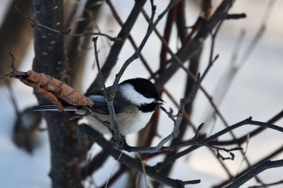 Black-capped Chickadee - ML646521761