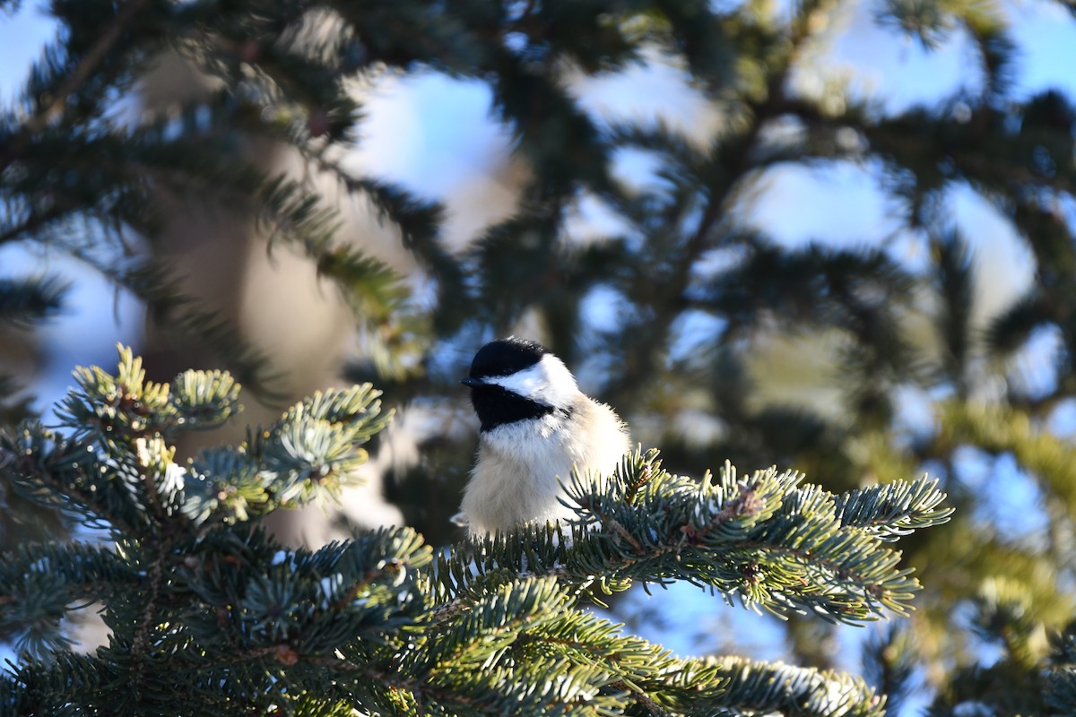 Black-capped Chickadee - ML646521762