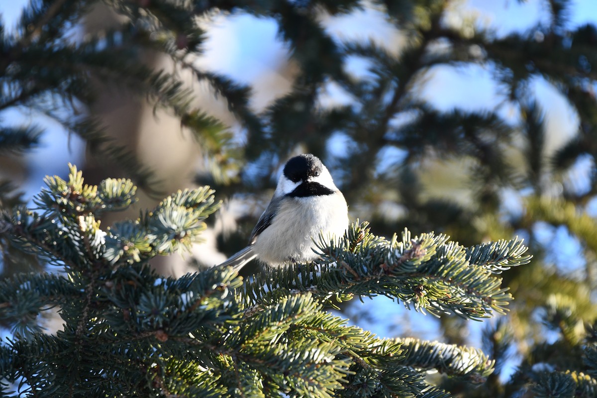 Black-capped Chickadee - ML646521763