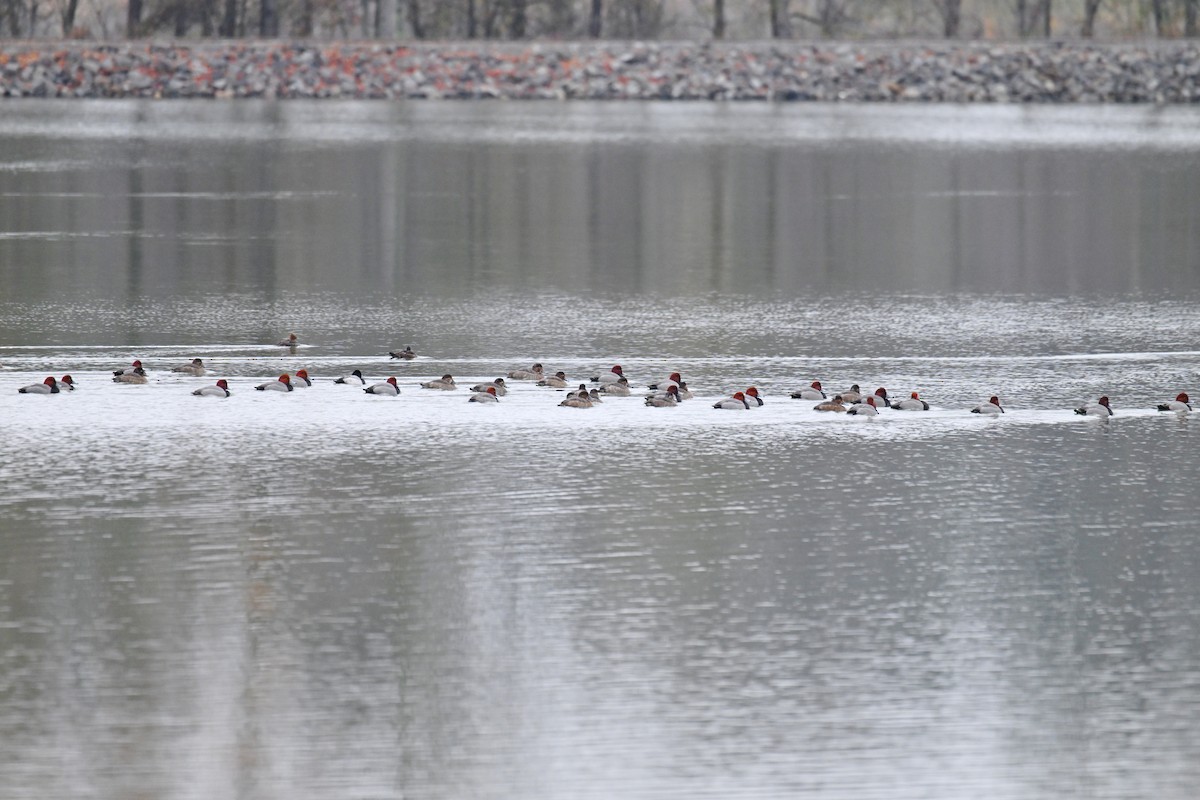 Redhead - ML646521764