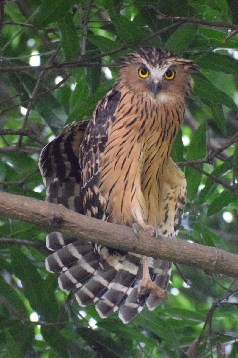 Buffy Fish-Owl - ML646521765