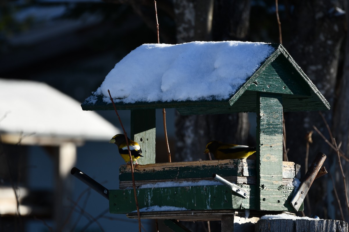 キビタイシメ - ML646521768