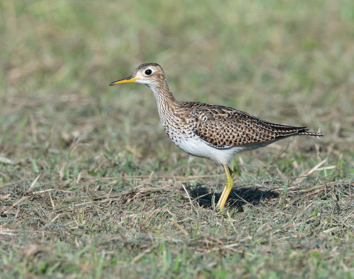 Kuliska buztanluzea - ML646521769