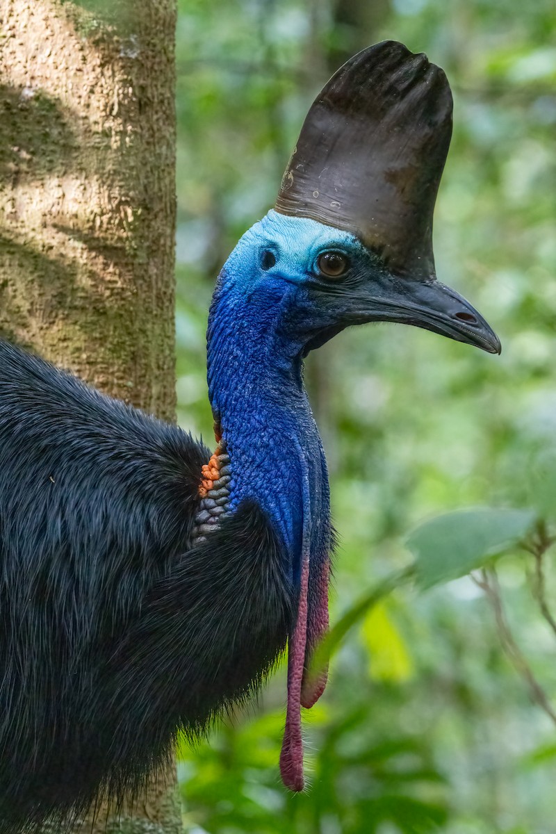 Southern Cassowary - ML646521770