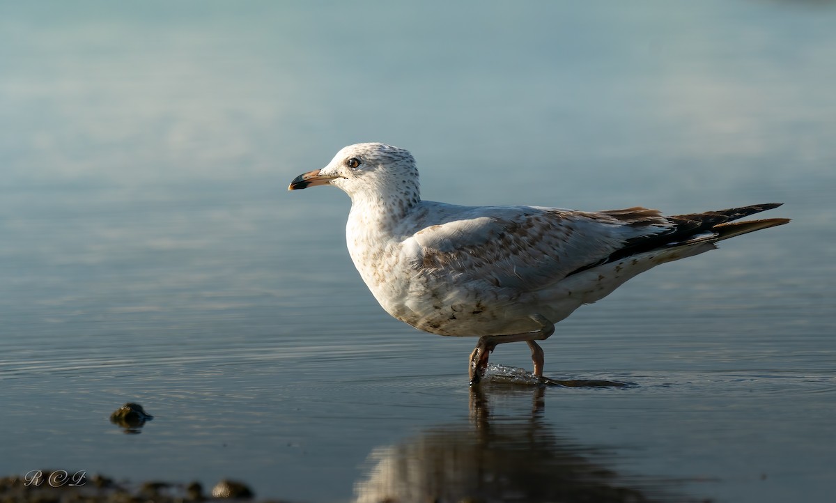 Halkalı Martı - ML646521771