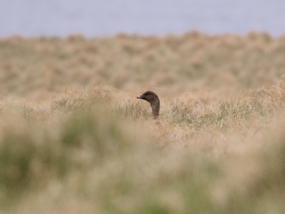 Pink-footed Goose - ML646521772