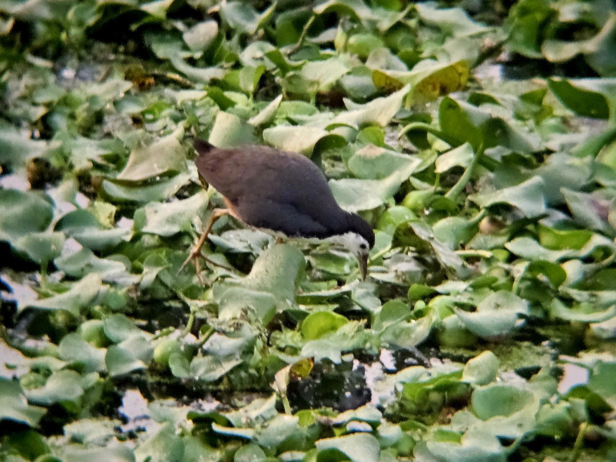 白腹秧雞 - ML646521778