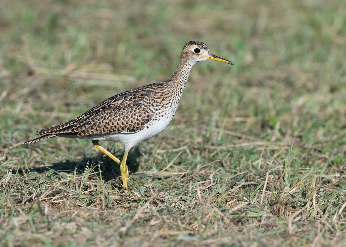 Kuliska buztanluzea - ML646521782