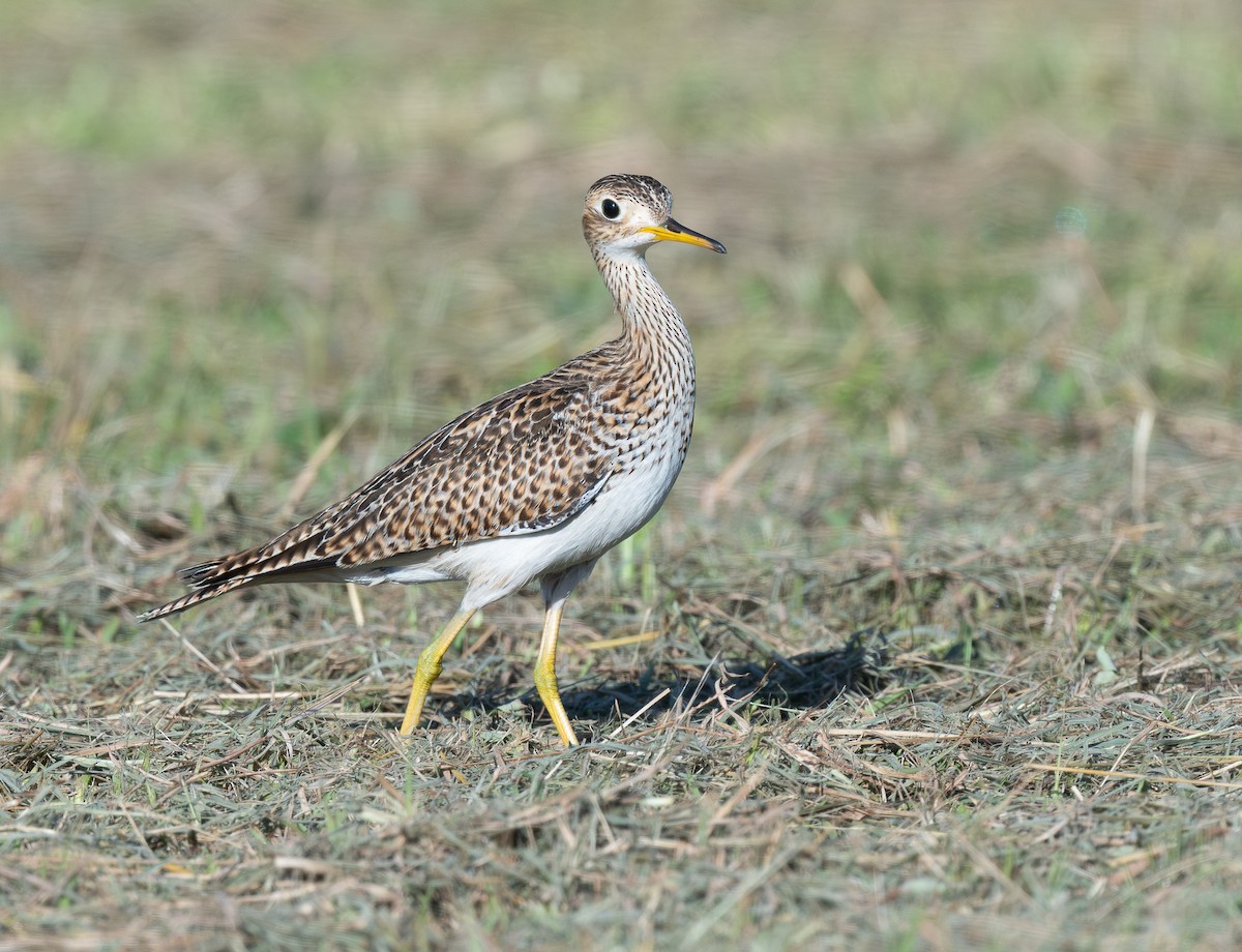 Kuliska buztanluzea - ML646521783