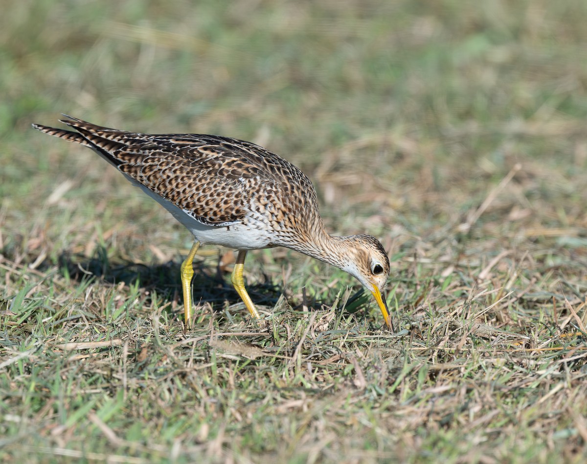 Kuliska buztanluzea - ML646521784