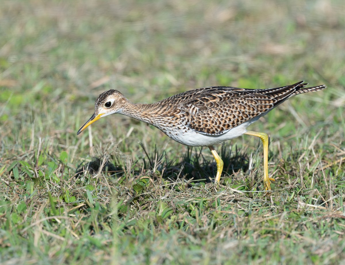 Kuliska buztanluzea - ML646521785