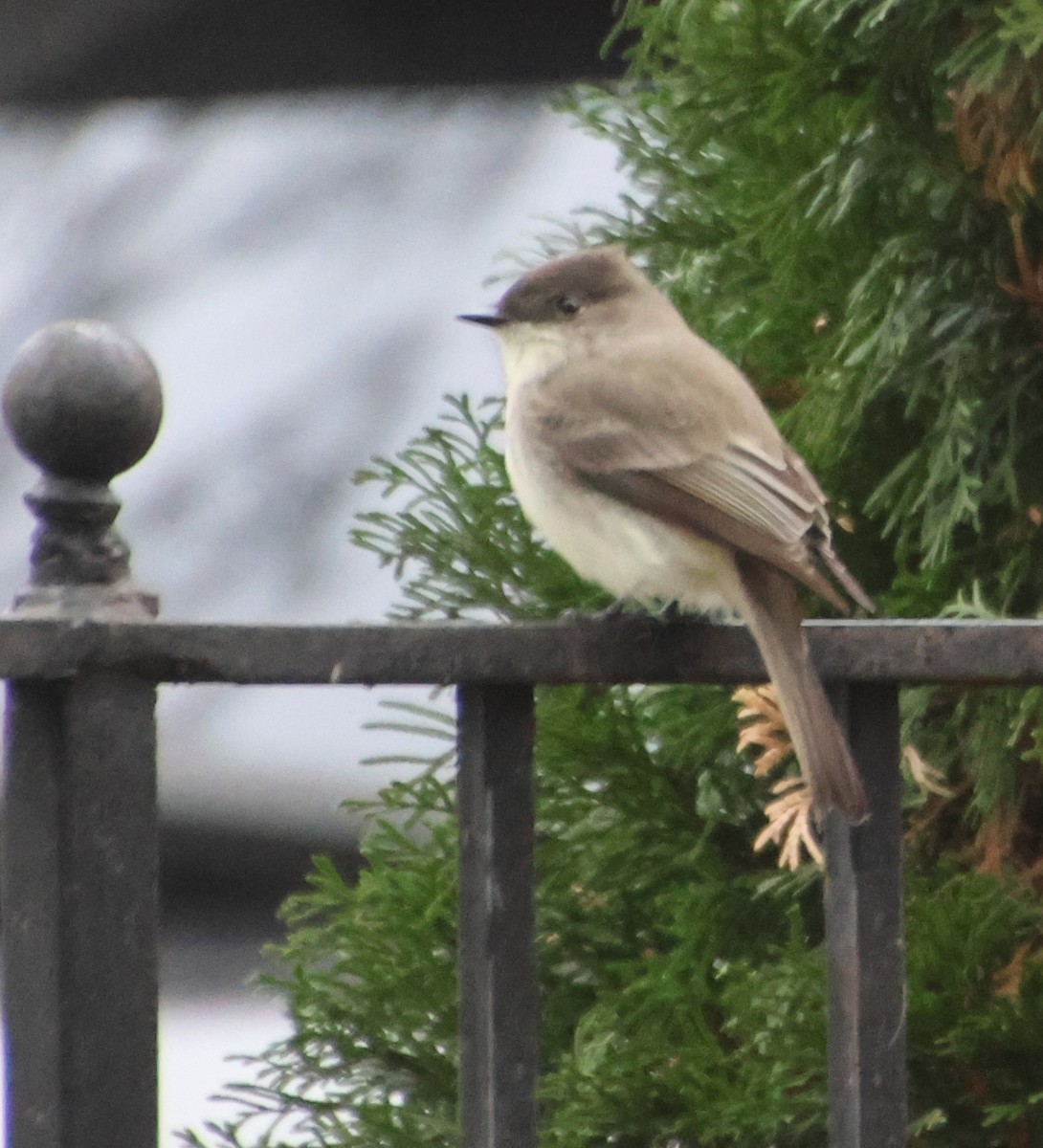 Eastern Phoebe - ML646521788