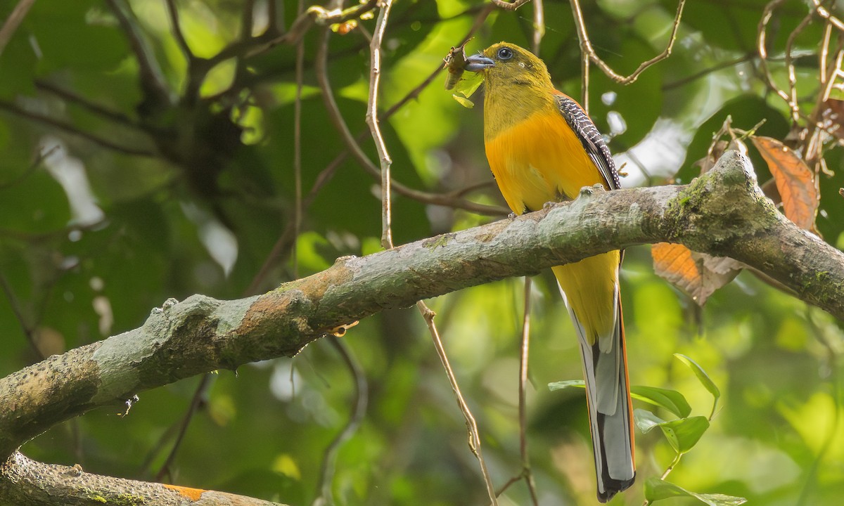 ヤマキヌバネドリ（dulitensis グループ） - ML646521789