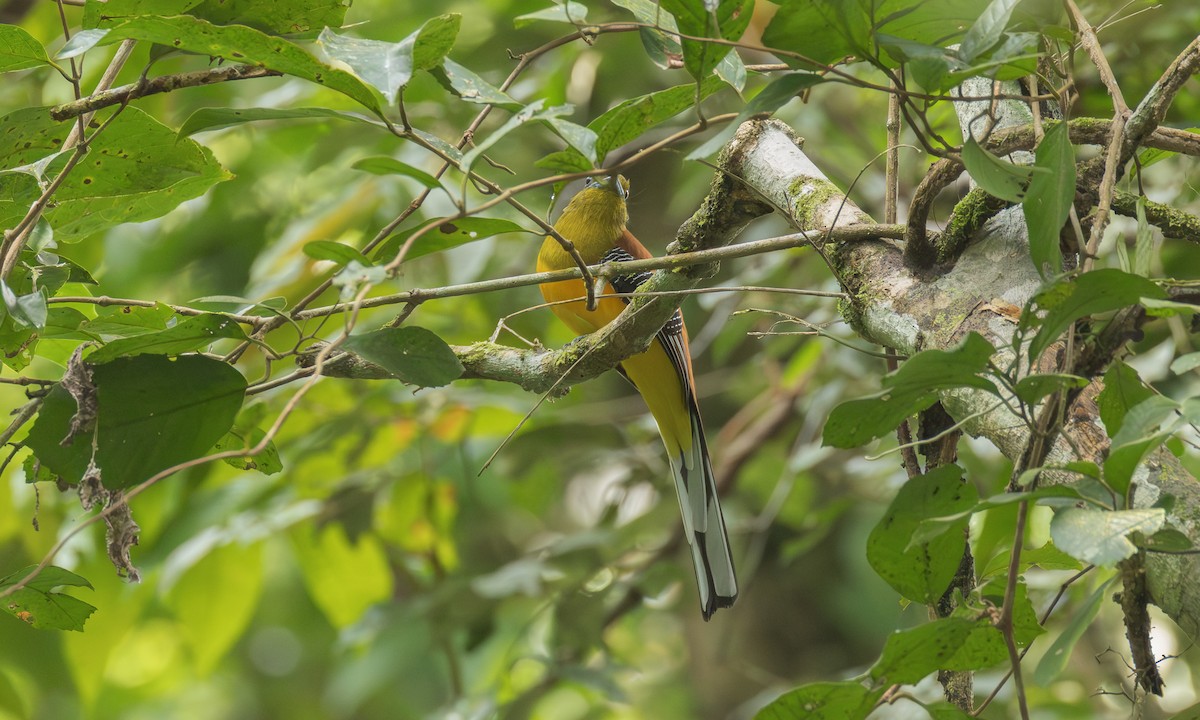 ヤマキヌバネドリ（dulitensis グループ） - ML646521790