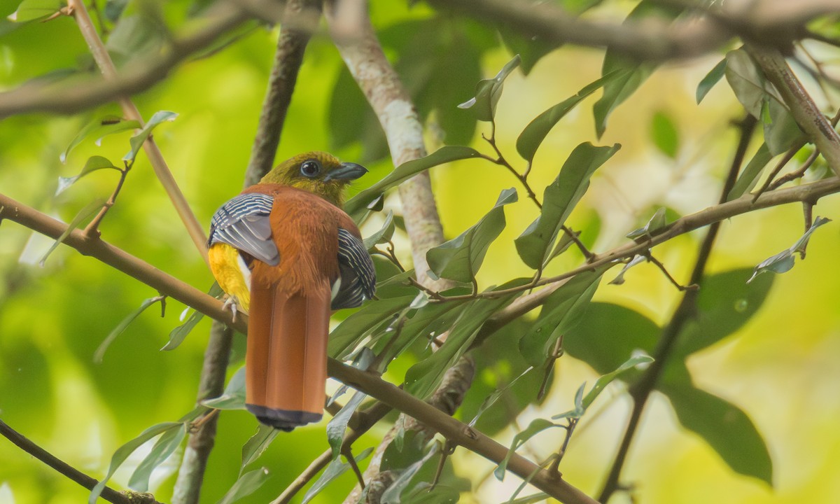 ヤマキヌバネドリ（dulitensis グループ） - ML646521791