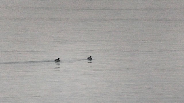 Пірникоза чорношия - ML646521792