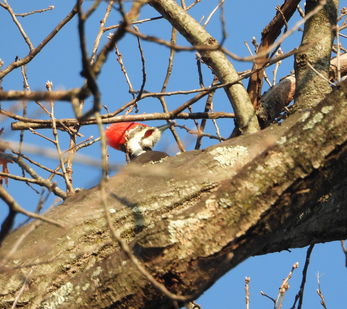 Pileated Woodpecker - ML646521793