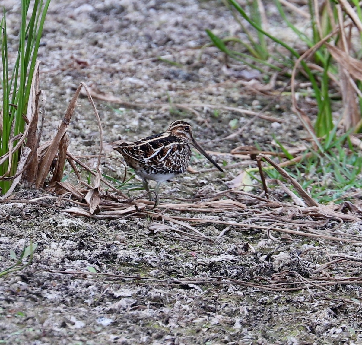 Bécassine de Wilson - ML646521794