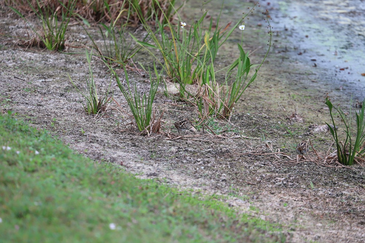 Bécassine de Wilson - ML646521795