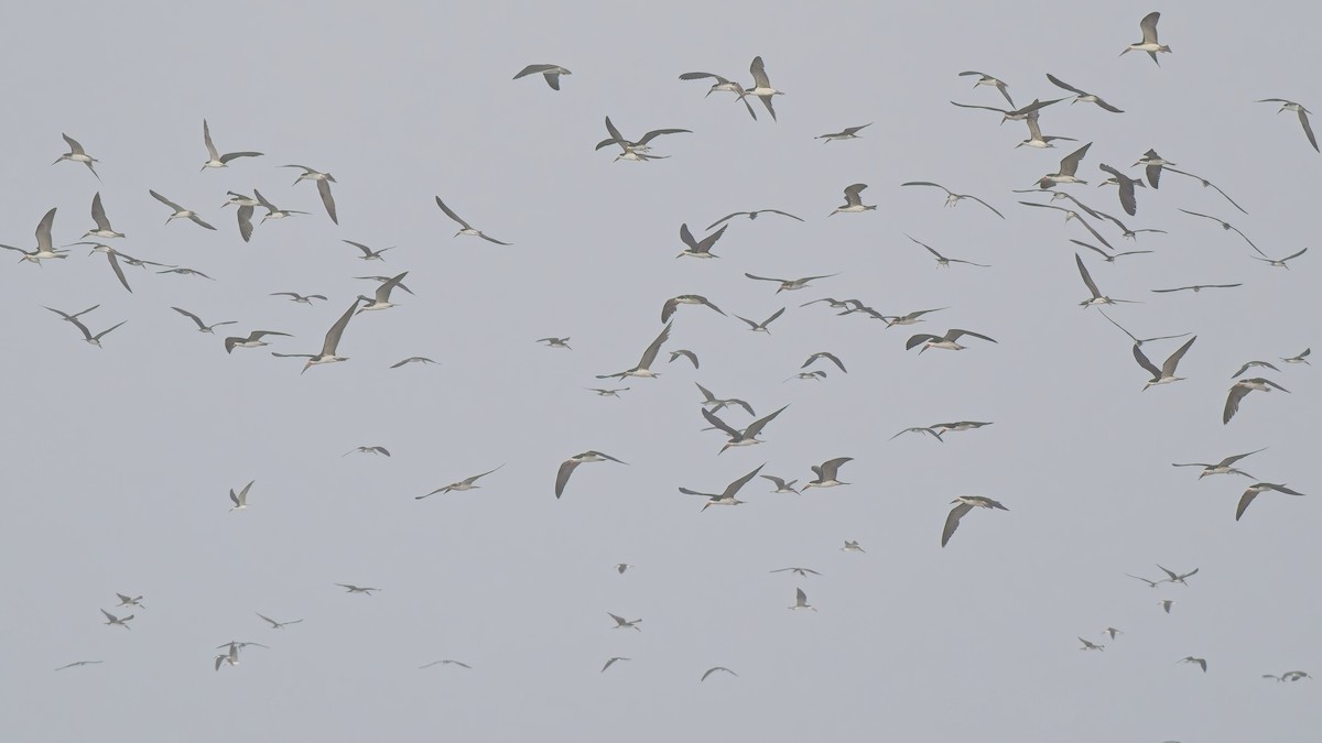 Black Skimmer - ML646521796