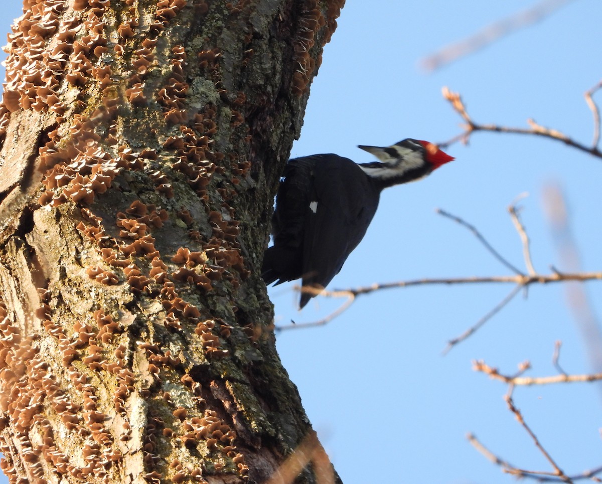 Pileated Woodpecker - ML646521800