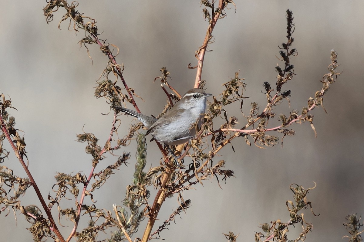 シロハラミソサザイ - ML646521802